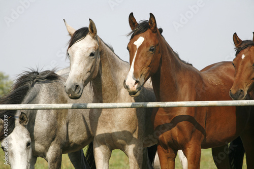 Two arabian youngster looking over corral gate at summertime © acceptfoto