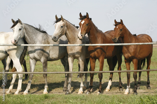 Four arabian youngster looking over corral gate at summertime