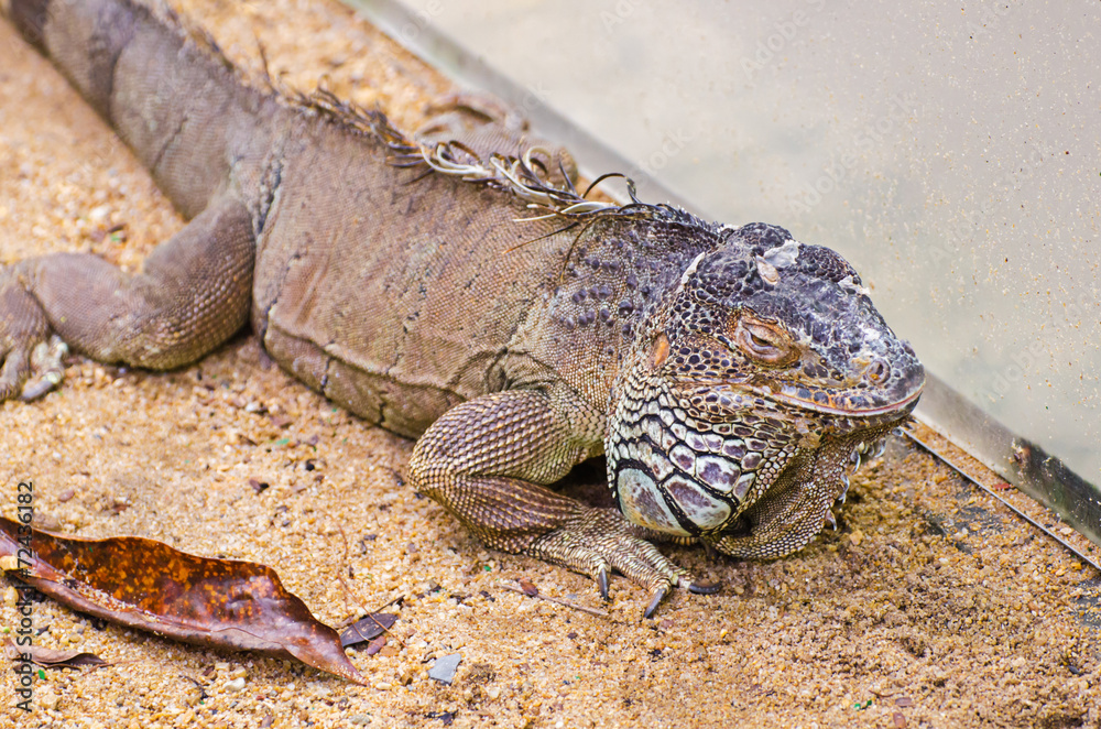 Obraz premium Grey Iguana