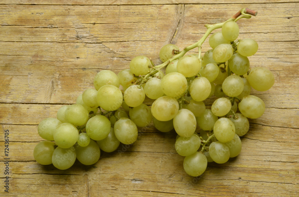 Vitis vinifera Weinreben Szőlő Winorośl Виноград Expo 2015 Vitis vinifera Weinreben Szőlő Winorośl Виноград Expo 2015