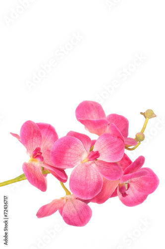 flower isolated on white