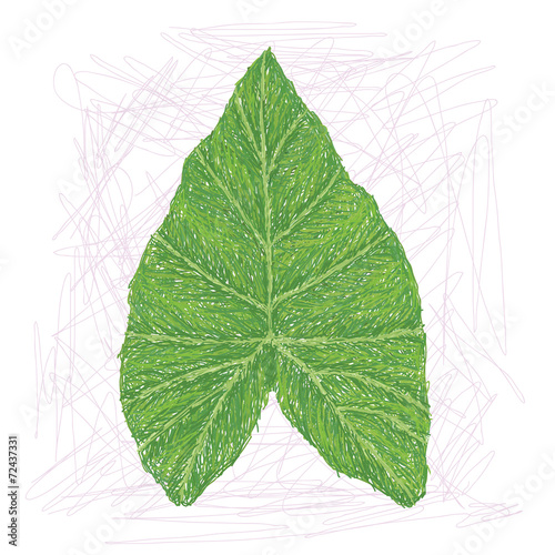 colocasia leaf