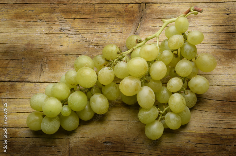 Vitis vinifera Weinreben Szőlő Winorośl Виноград Expo 2015 Vitis vinifera Weinreben Szőlő Winorośl Виноград Expo 2015