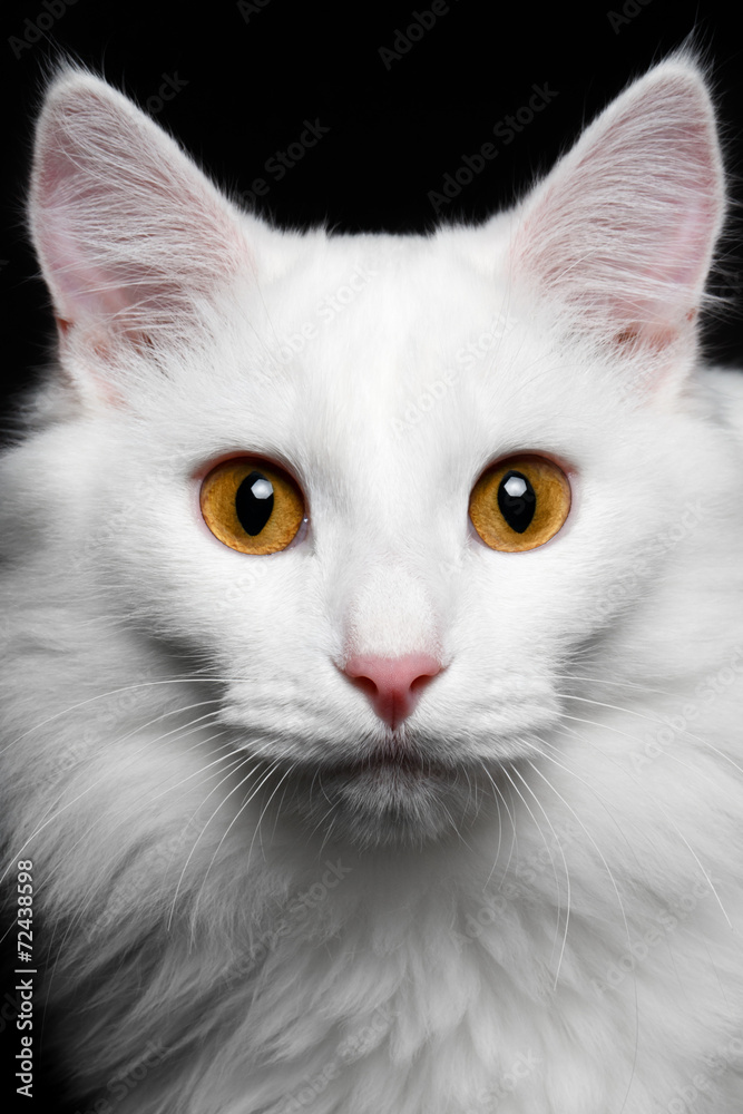 close-up Pure white cat on the black background close-up Pure white cat on the black background
