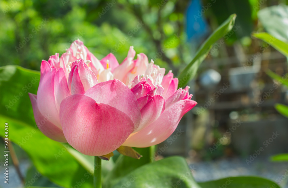 Lotus flower and Lotus flower plants Lotus flower and Lotus flower plants