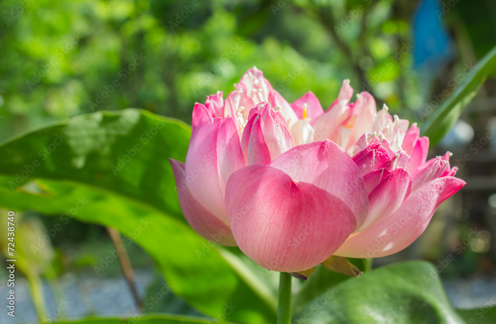 Lotus flower and Lotus flower plants