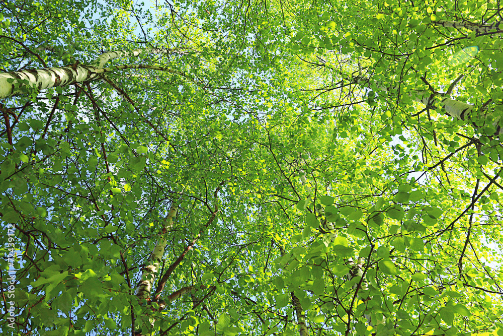 green background tree leaves summer spring green background tree leaves summer spring