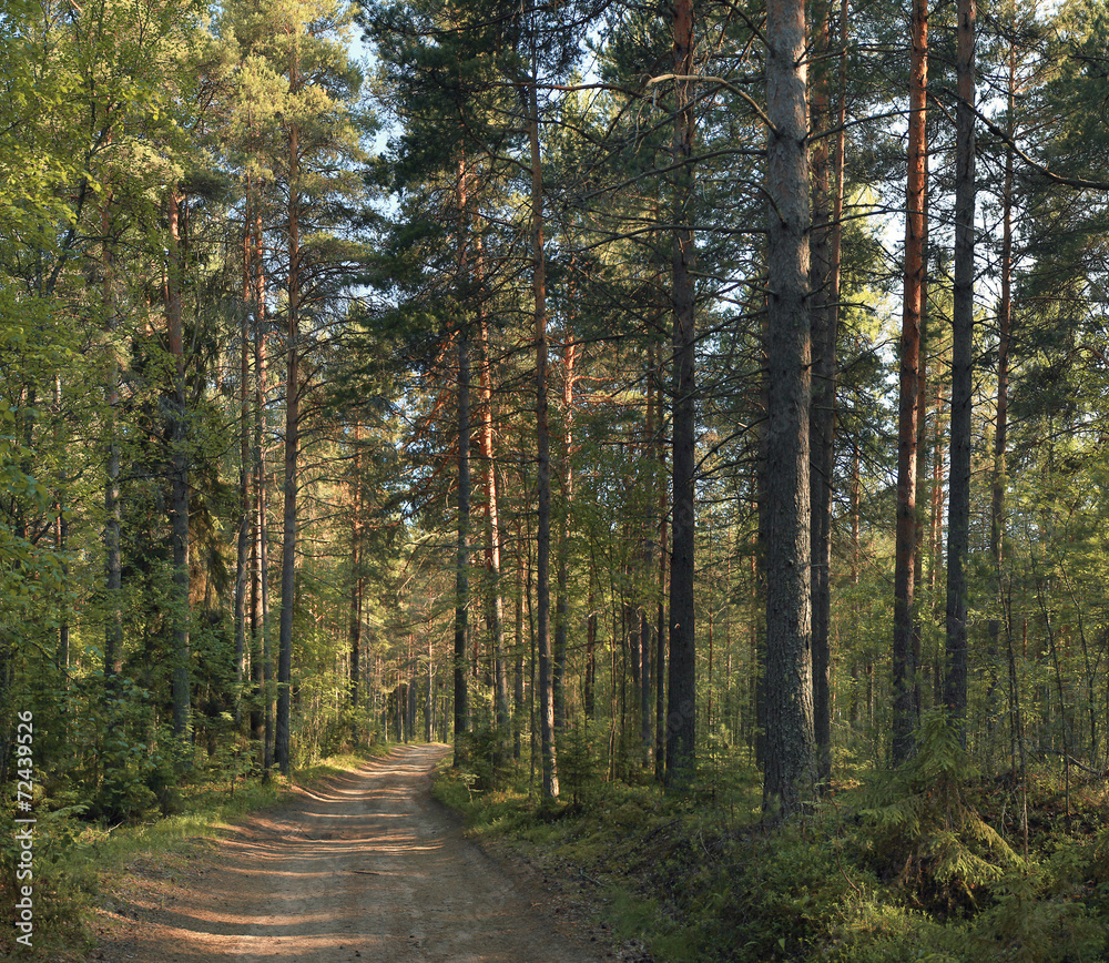 pine forest in the summer landscape