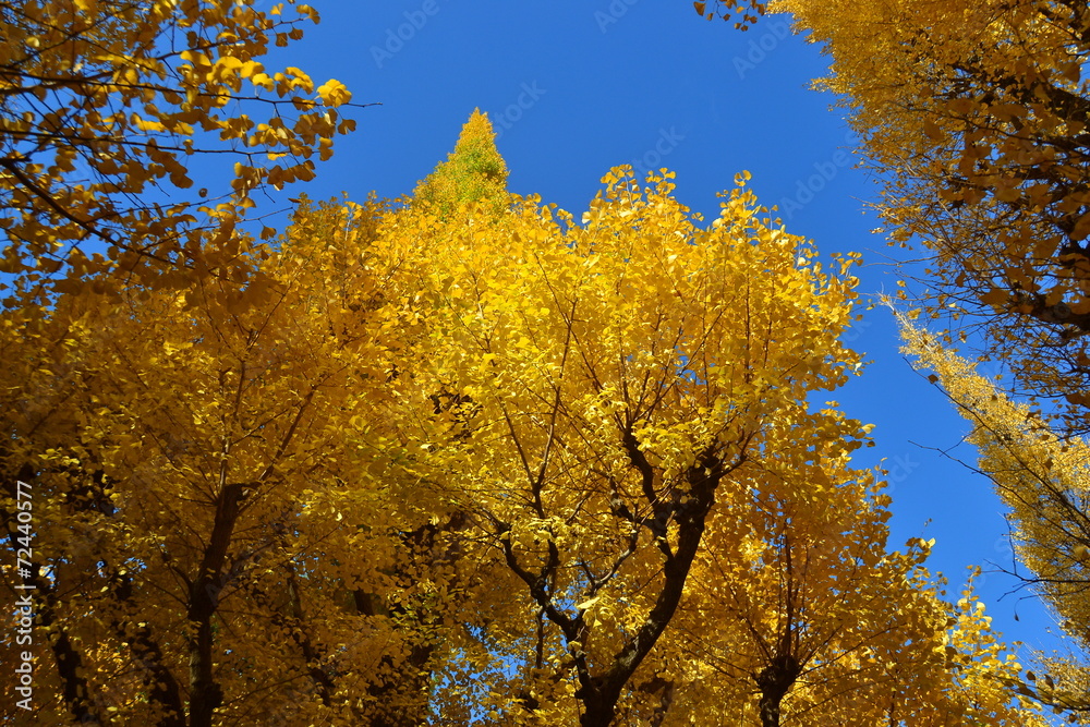 Golden yellow leaves of a Ginkgo against a deep blue sky