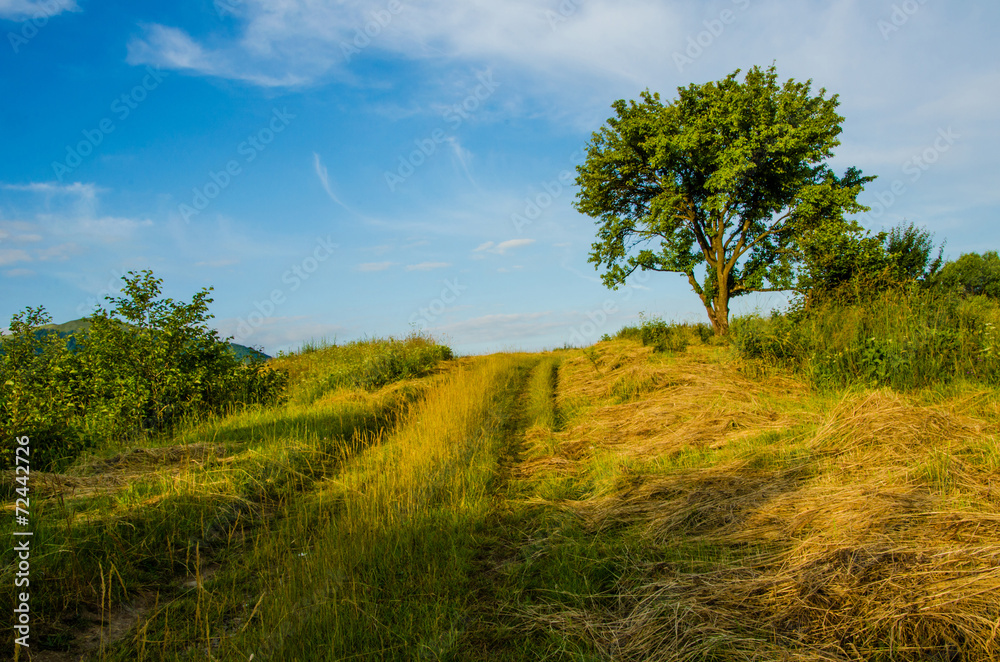 Fototapeta premium in the green mountains
