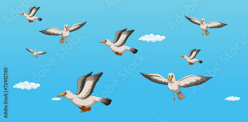 Birds