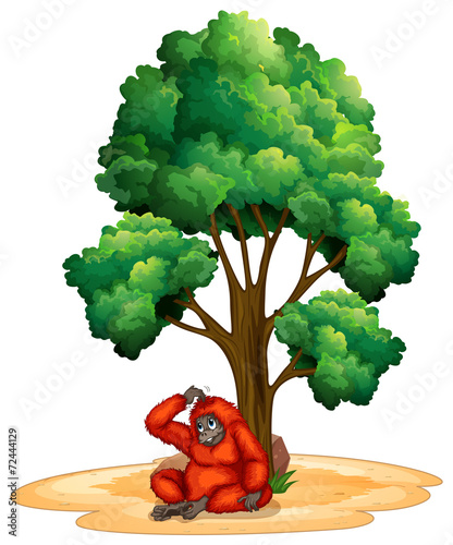 Tree and orangutan