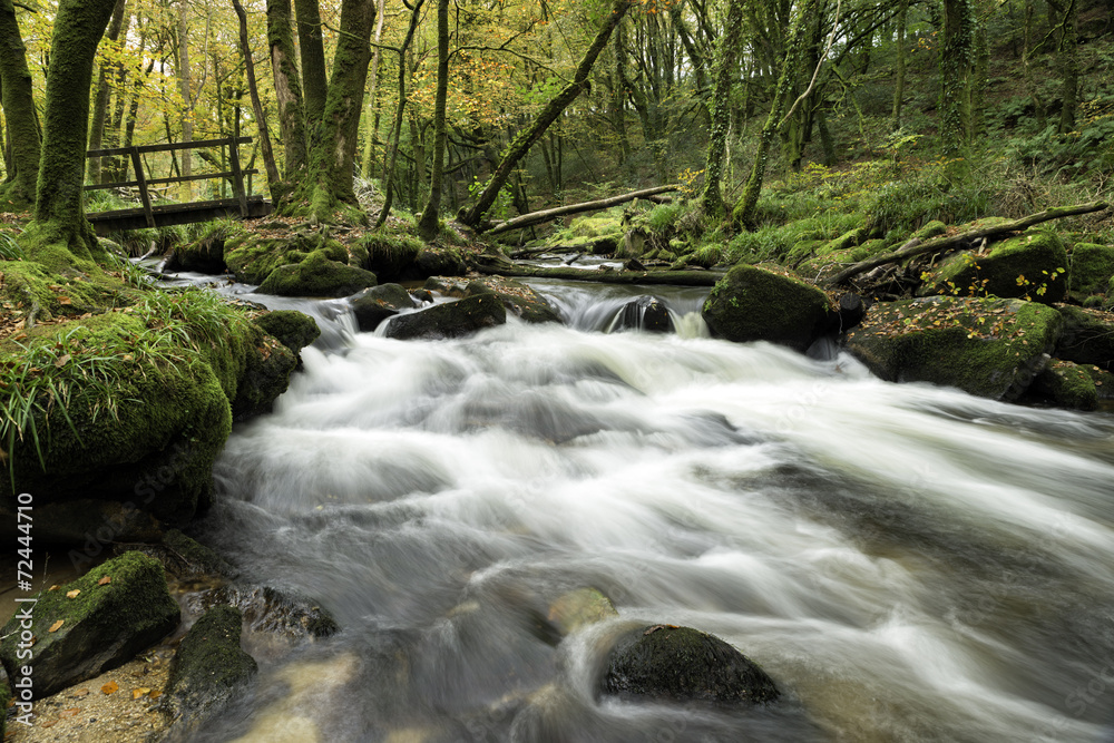 Autumn Woodland in Cornwall