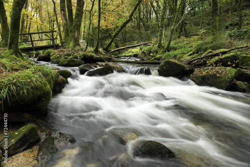Autumn Woodland in Cornwall