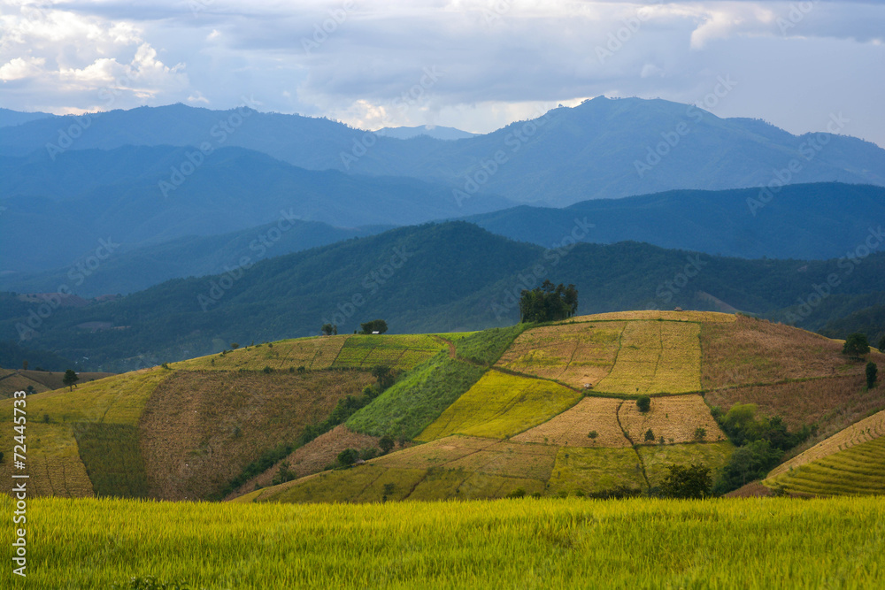 Obraz premium Plantation pattern on mountain