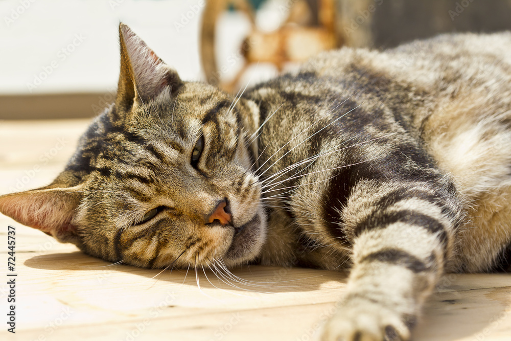 Naklejka premium Sleepy cat