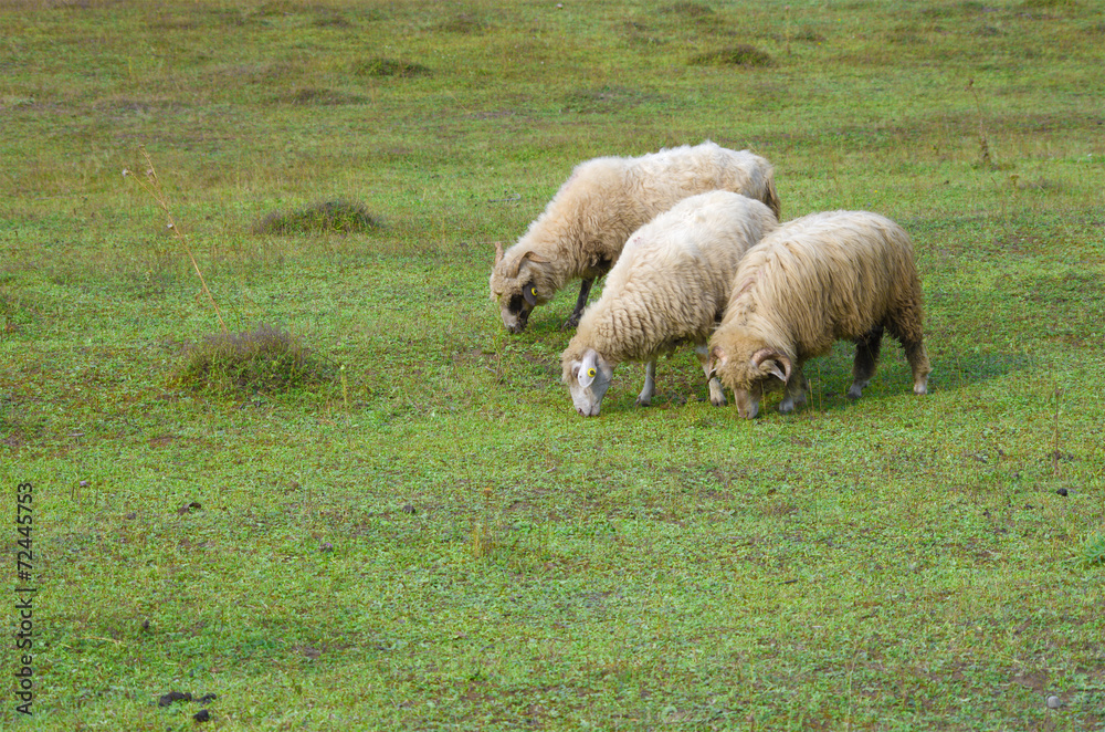 Three Sheeps, Albania Three Sheeps, Albania