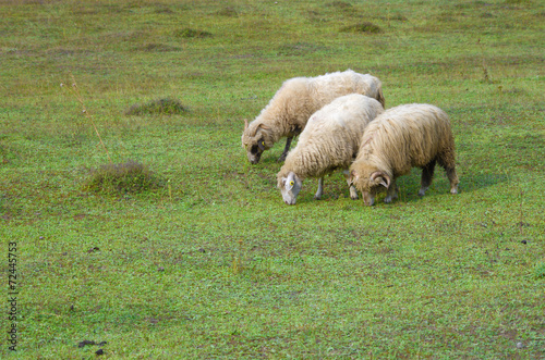 Three Sheeps, Albania photo