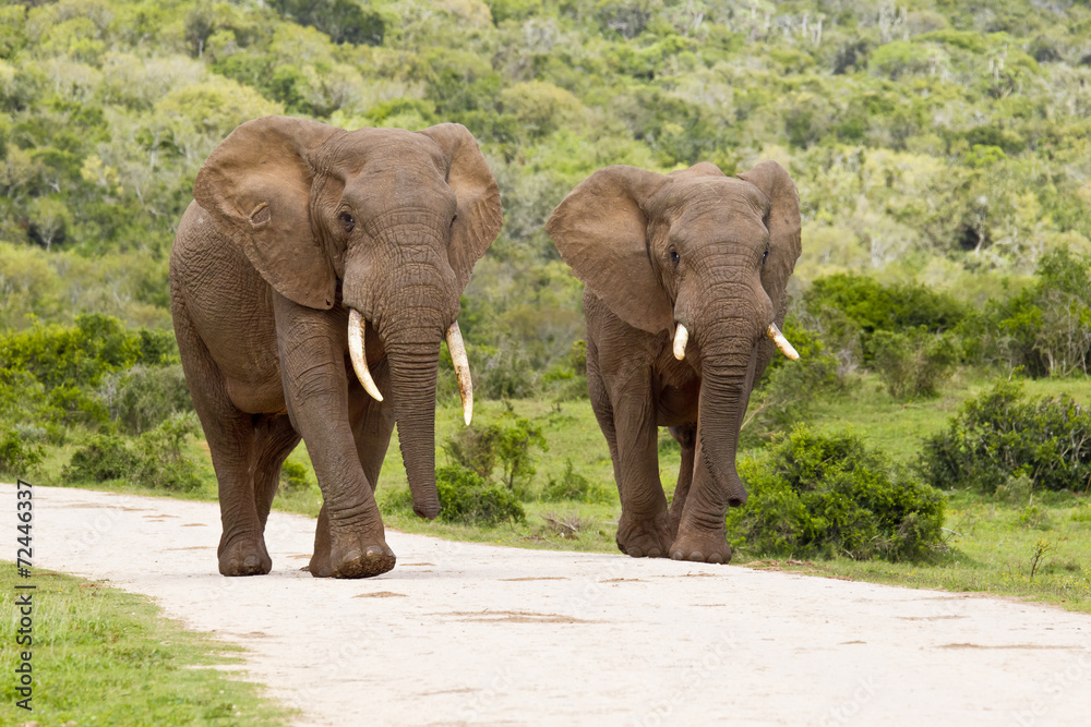Two large elephants