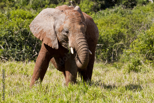 young elephant in long grass