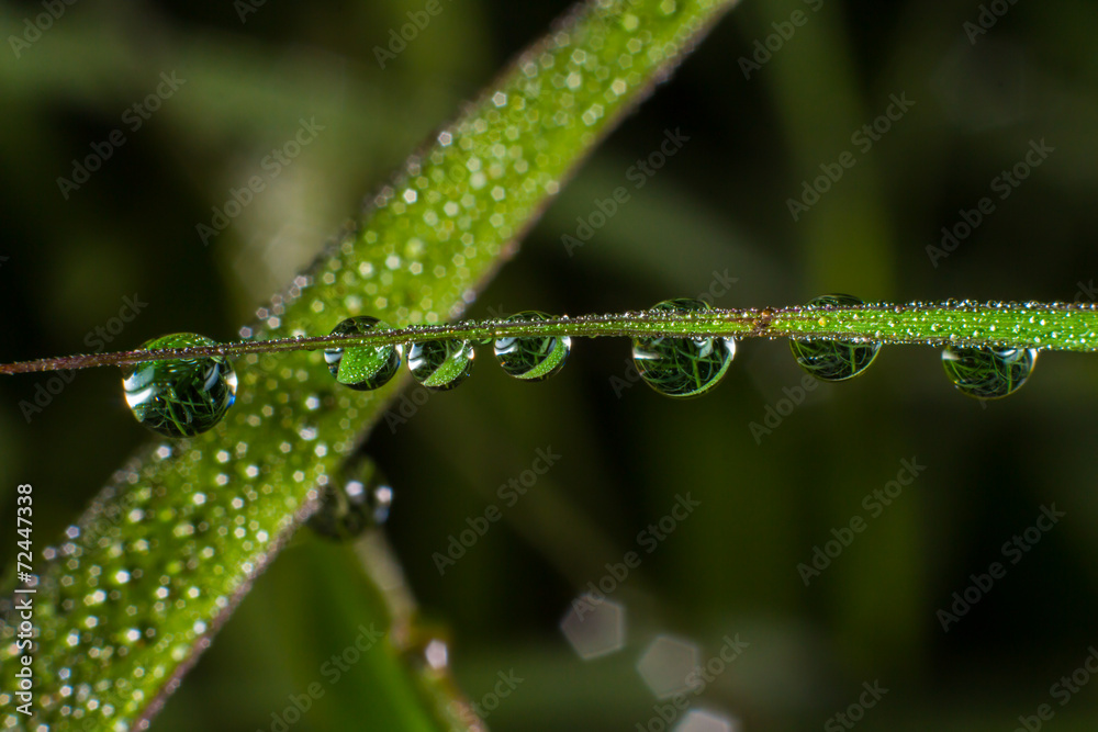 Drop water in the morning nature background