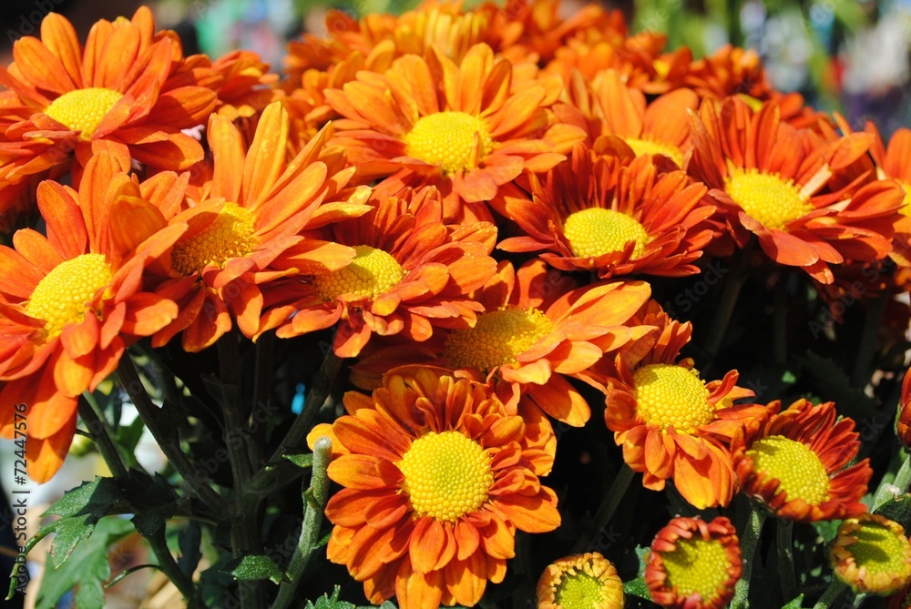Flowers Flowers