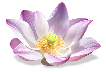 Papier peint photo Fleur de lotus Lotus solitaire sur eau paisible  © detshana