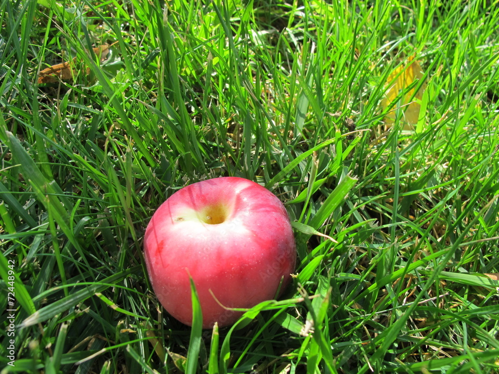 Ripe apple laying on the lawn grass in the sunny autumn garden Ripe apple laying on the lawn grass in the sunny autumn garden