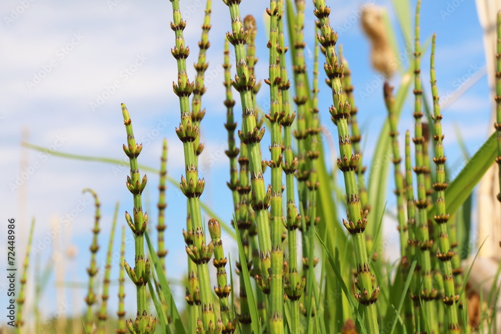 Horsetail (Equisetum sp.) spring fresh stems against a blue sky