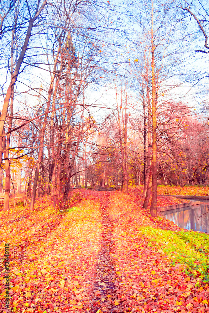 Fototapeta premium Autumn Leaves Foliage of Gold