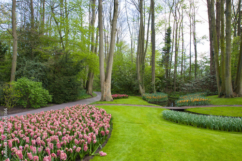 Fototapeta Naklejka Na Ścianę i Meble -  Parco verde in Olanda