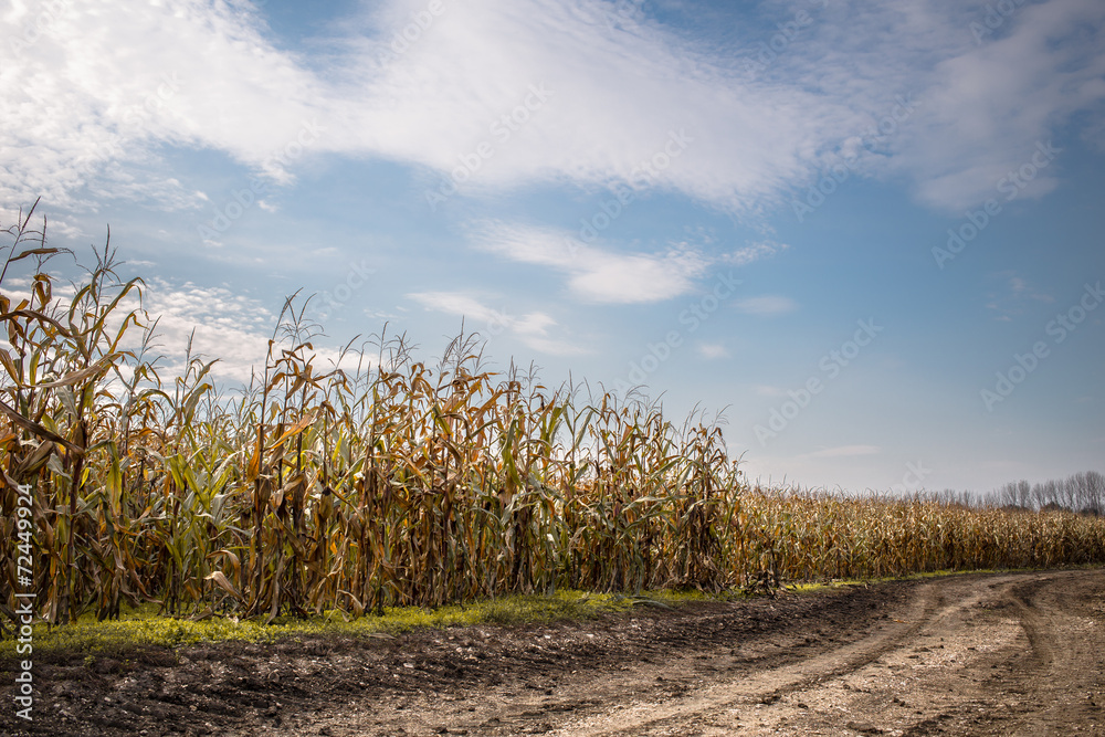 corn field at the sunset corn field at the sunset