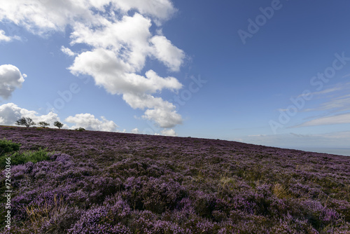 heather hill  in moor   Exmoor