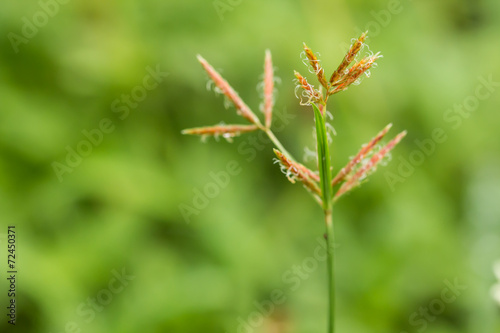 close up grass flower