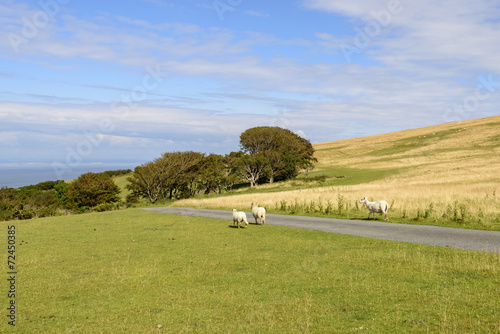 sheep on a road in the moor, Exmoor