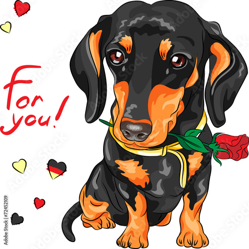 vector dog dachshund with red flower