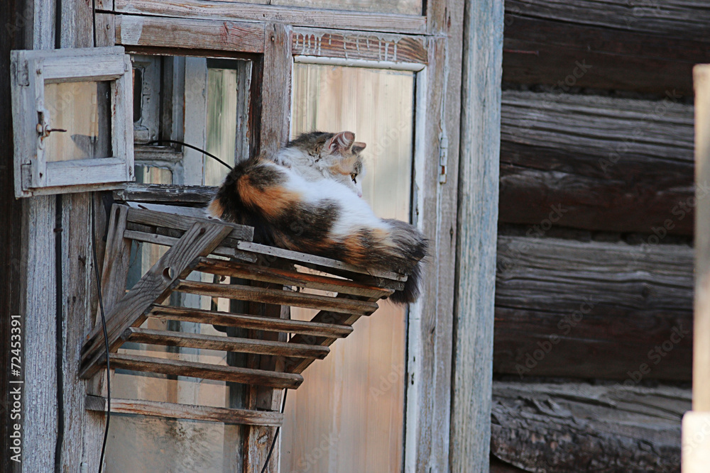 domestic cat in the village