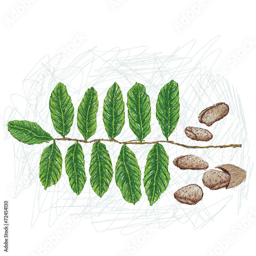 illustration of tahitian chestnut, polynesian chestnut photo