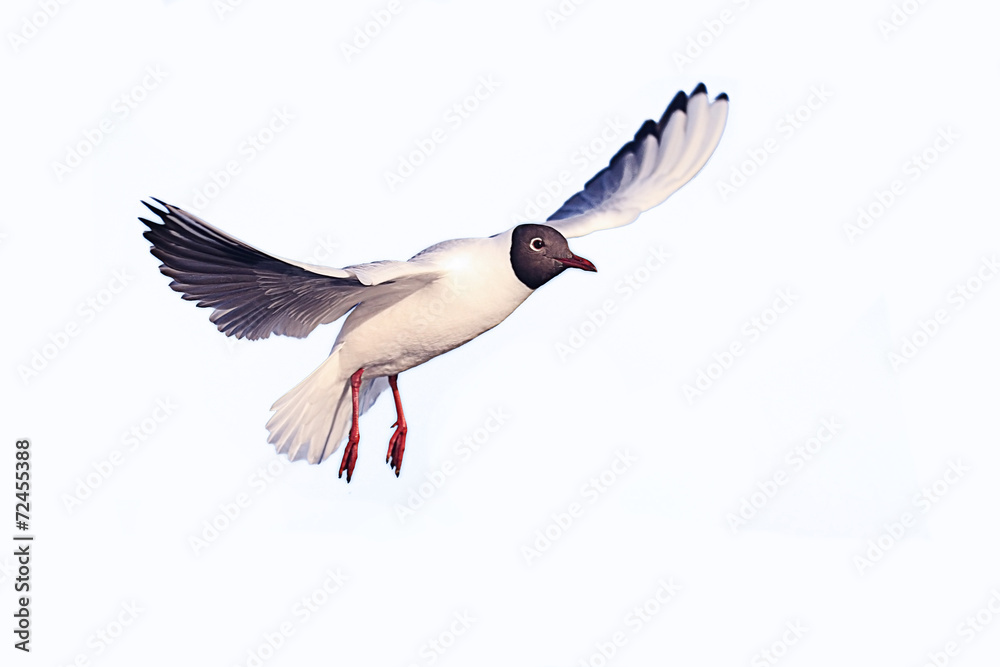 Fototapeta premium seagull in flight