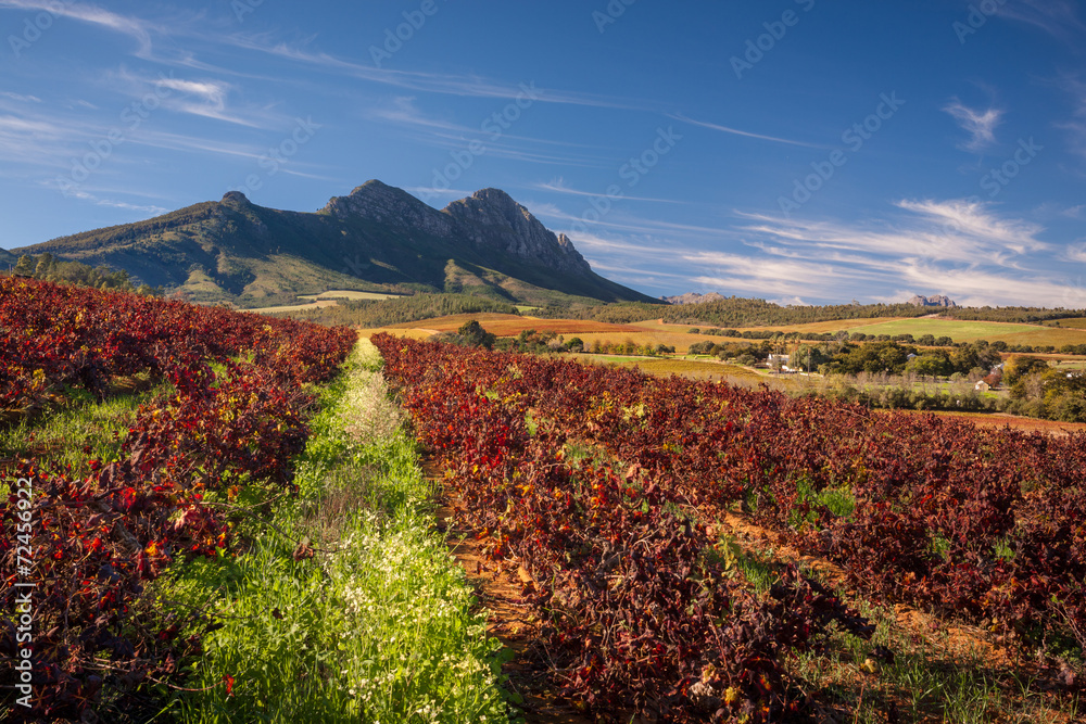 Beautiful autumn vineyards and mountain