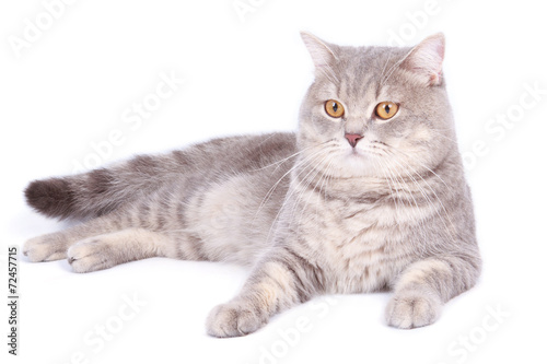 persian cat in front of white background © anuphadit