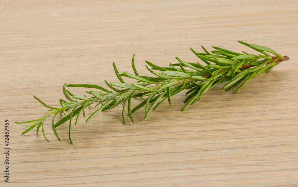 Rosemary plant Rosemary plant