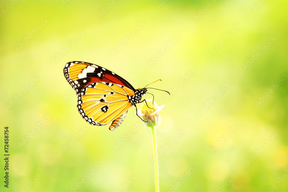 Monarch Butterfly on a wild flower Monarch Butterfly on a wild flower