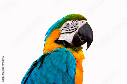 parrot