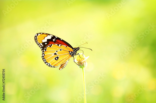 Monarch Butterfly on a wild flower © anuphadit
