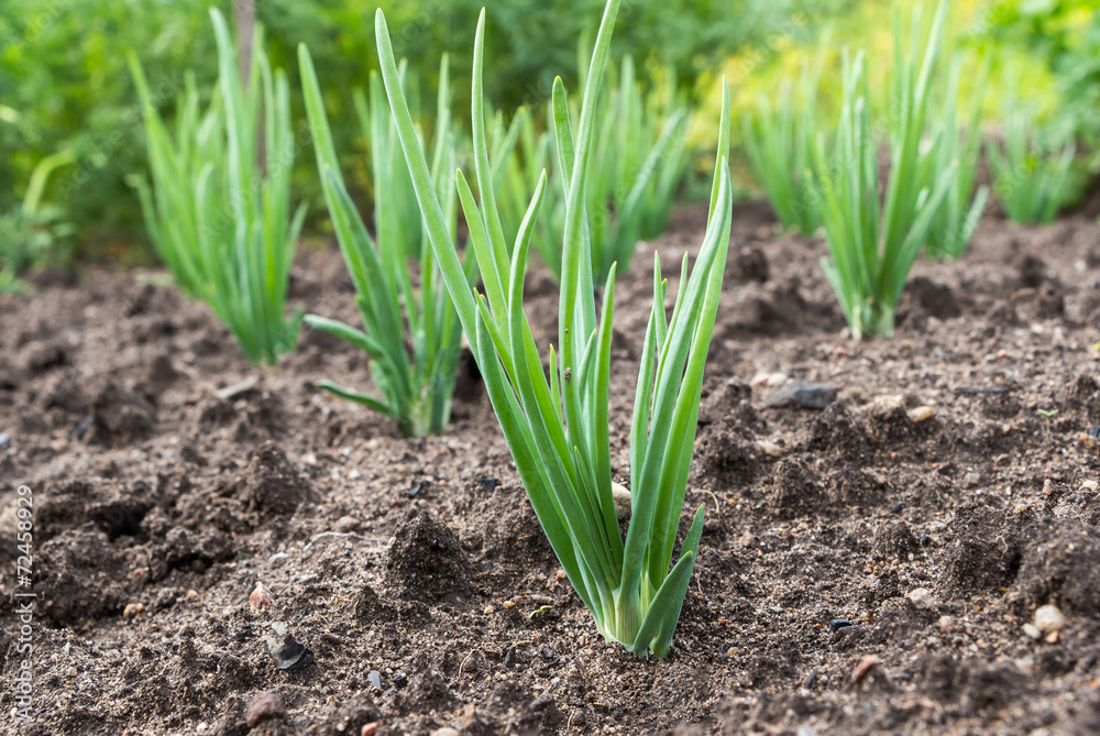 Close-up of the onion plantation in the vegetable garden Close-up of the onion plantation in the vegetable garden