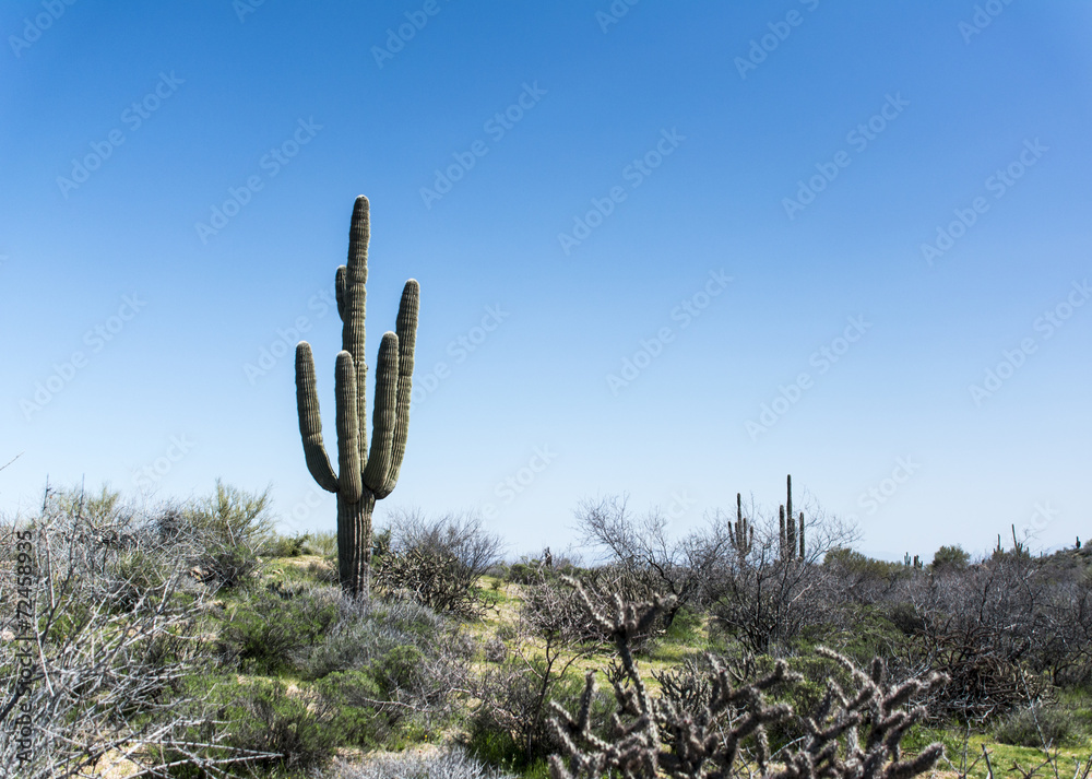 Saguaro cactus in Phoenix, USA