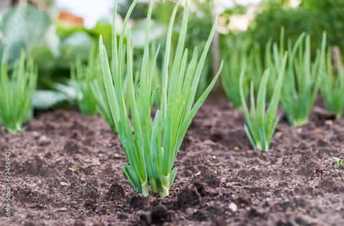 Close-up of the onion plantation in the vegetable garden