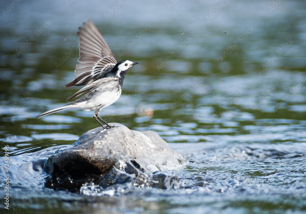 pied wagtail bird landing on a river rock pied wagtail bird landing on a river rock