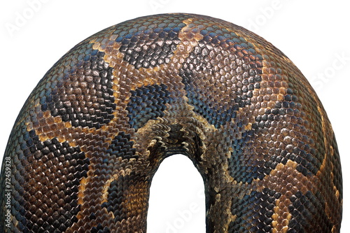 detail on  burmese python skin